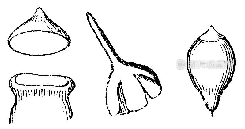 常见的囊藓植物(梨状绒泡科)孢子囊，包盖和萼状囊- 19世纪